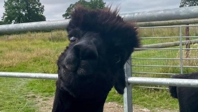 Owner of Geronimo the alpaca may sue the government over negative TB results