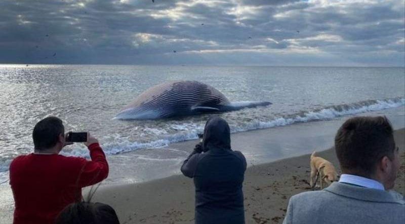 800px x 443px - Dead whale washes up on Estepona beach - Euro Weekly News