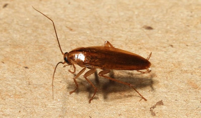 image of a cockroach