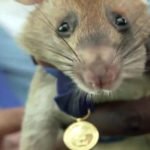 Magawa: Hero rat who won a medal for detecting landmines has died