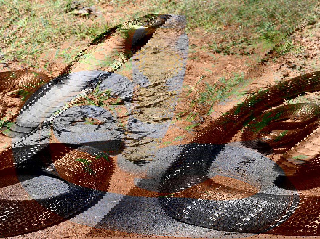 Large number of venomous and dangerous animals seized from individual