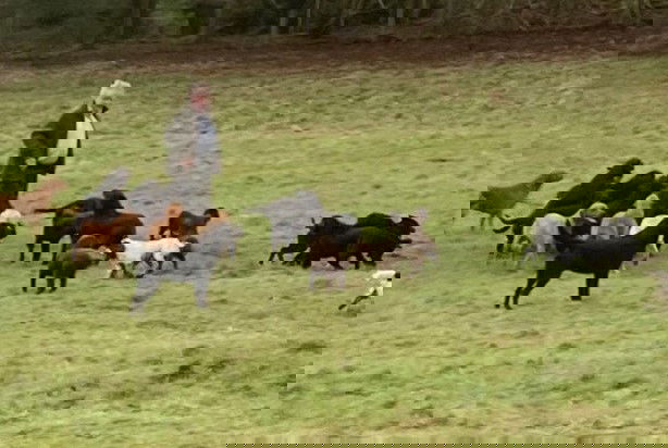 Storm Dudley electrocuta a 13 perros cuando arrancan los cables de alimentación