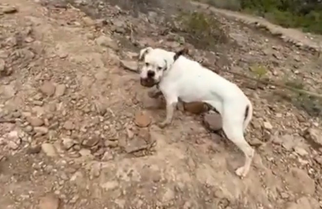 Grupo de motociclistas en Gran Canaria rescatan perro abandonado de un barranco