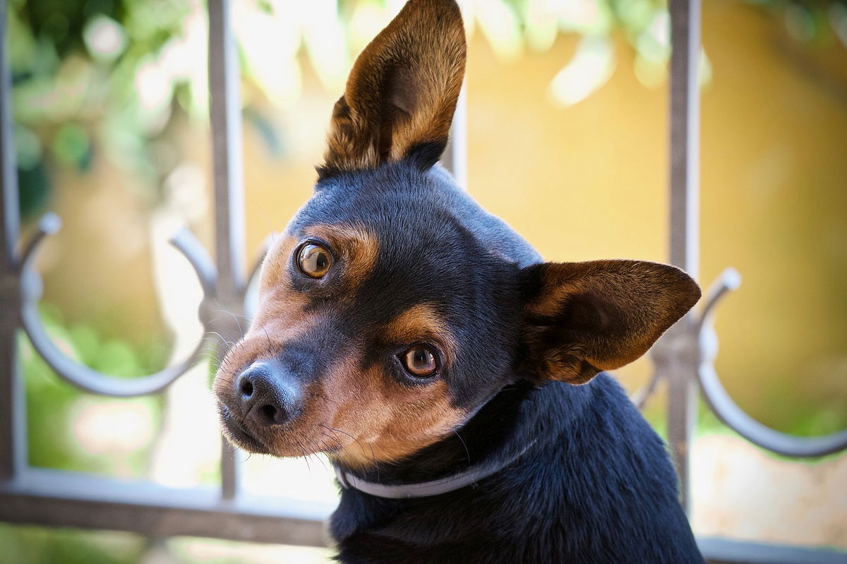 Dogs' Breeds Don't Dictate Their Personalities, Study Finds