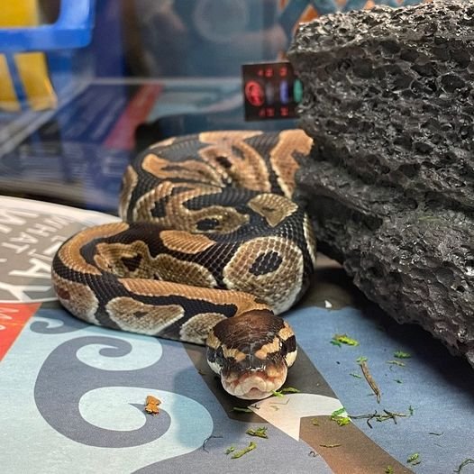 Ball python found “chillin’ on a shelf” at a Walmart store