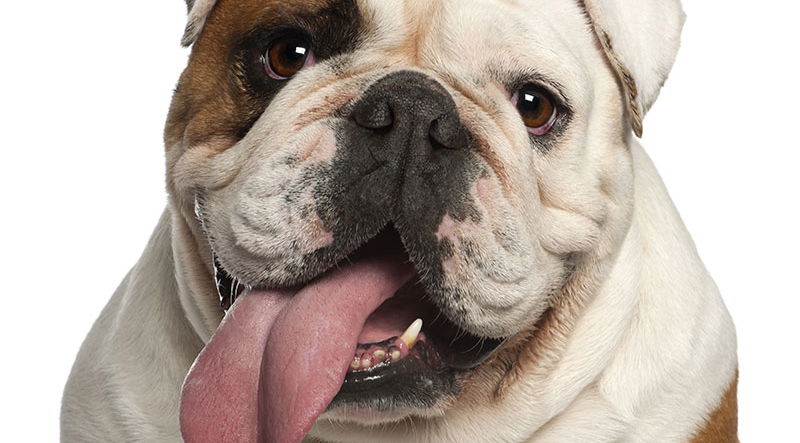 what dogs have the worst health problems