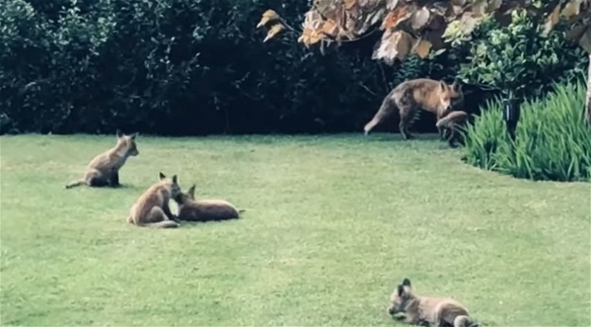 WATCH: Ricky Gervais shares videos of wild animals playing in his garden