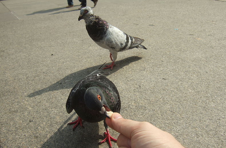 Pigeons and their droppings pose an increasing problem in Elche