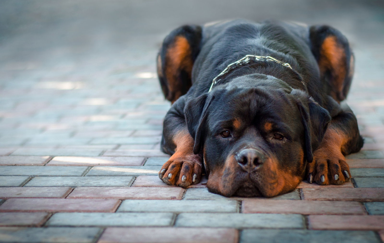 Rottweiler refuses to defend drug dealers during police raid in Brazil ...