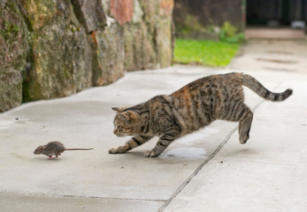 Cat flap shop that stops mice