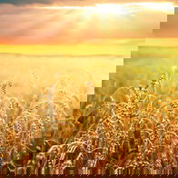 Image of a field full of grain.