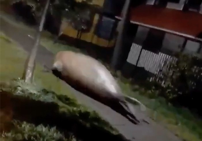 UPDATE: Fact-checkers reveal elephant seal was NOT running the streets of  Florida during Hurricane Ian - Euro Weekly News