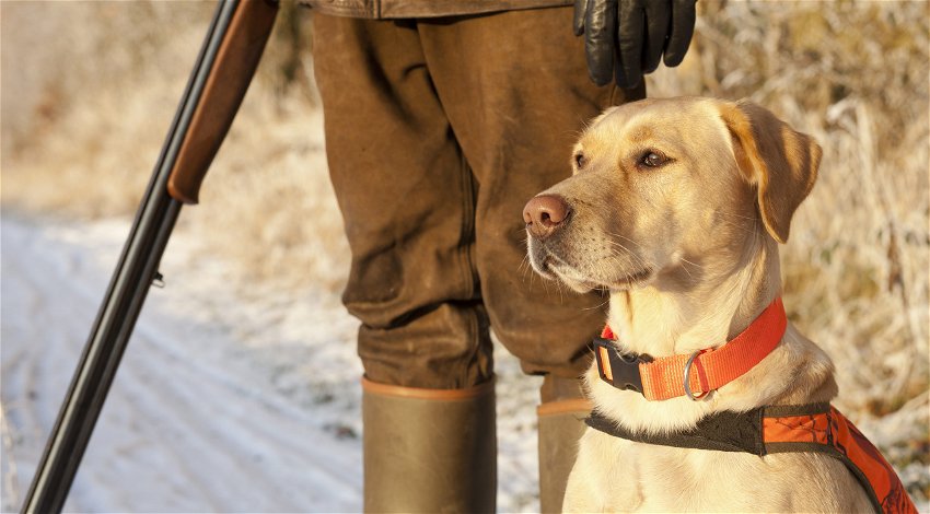 New legislation on hunting dogs a step back for animal rights say vets -  Euro Weekly News