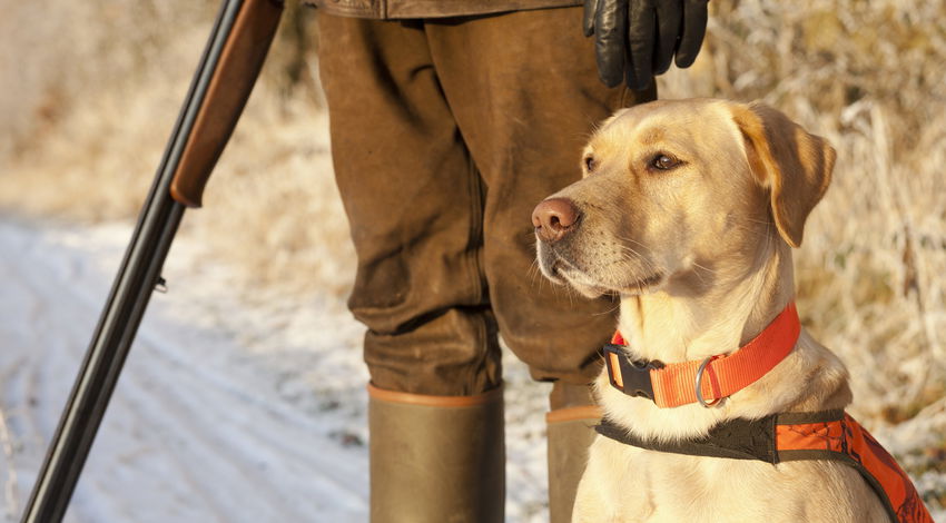 New legislation on hunting dogs a step back for animal rights say vets - Euro Weekly News New legislation on hunting dogs a step back for animal rights say vets - Euro Weekly News