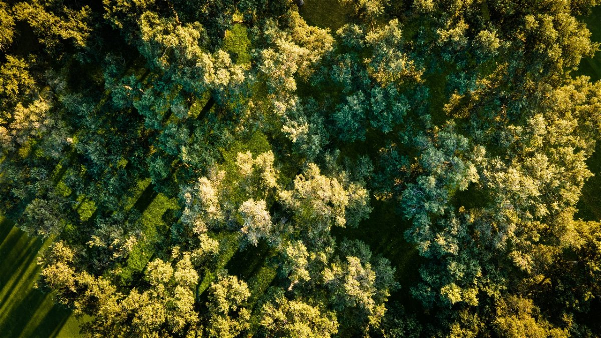 Image - Sotogrande forest: Rob Wuino/shutterstock