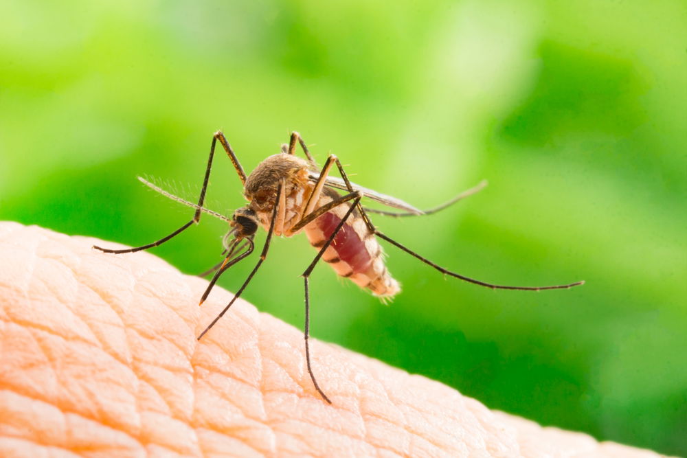 Avoiding Mosquito Bites This Summer In Spain