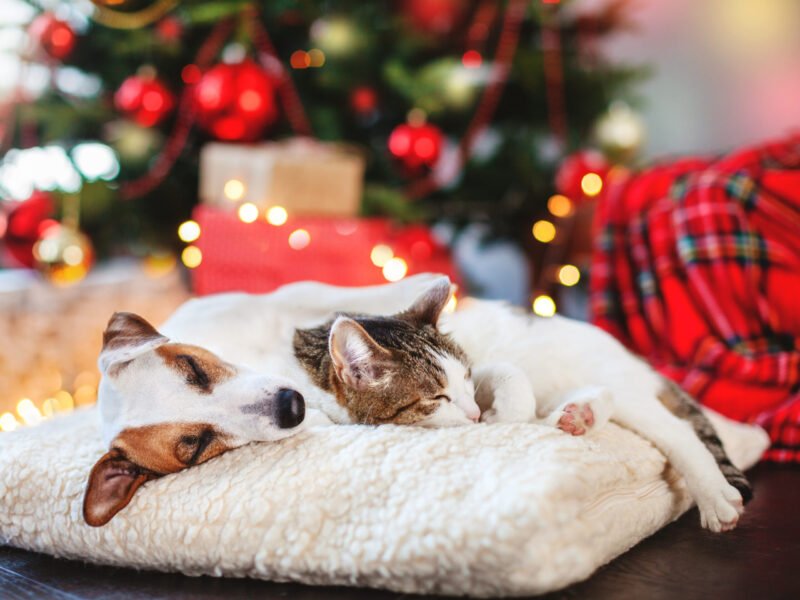How to protect your pet against seasonal sicknesses