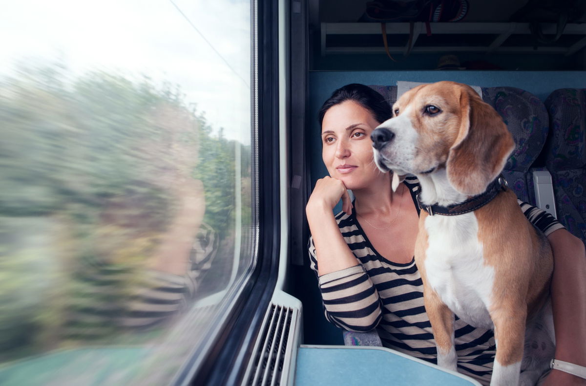 Traer tu mascota a España en 2022