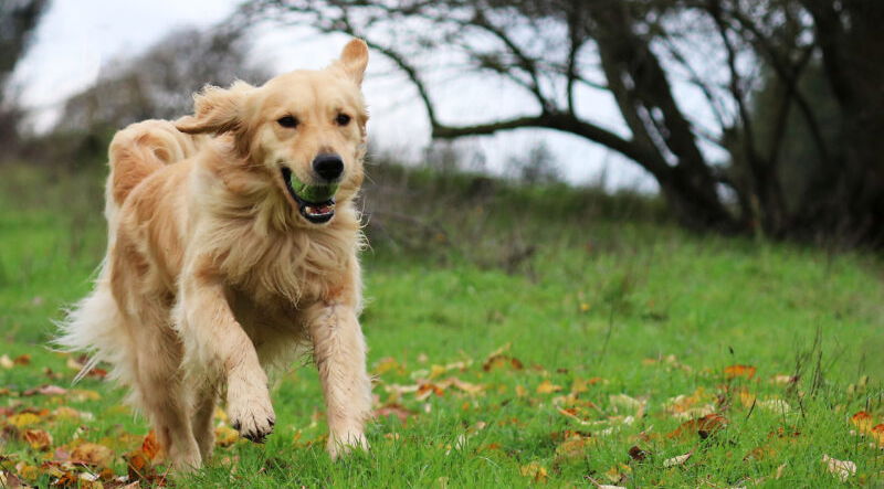 are golden retrievers good first time dogs