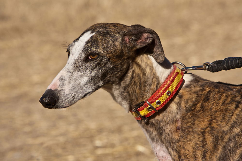 is the greyhound legal in spain