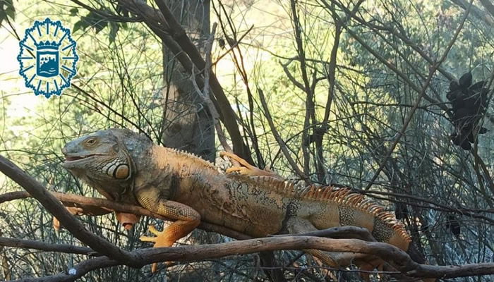 Malaga Local Police capture a large iguana in the Bailen-Miraflores district