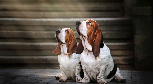 what is the basset test