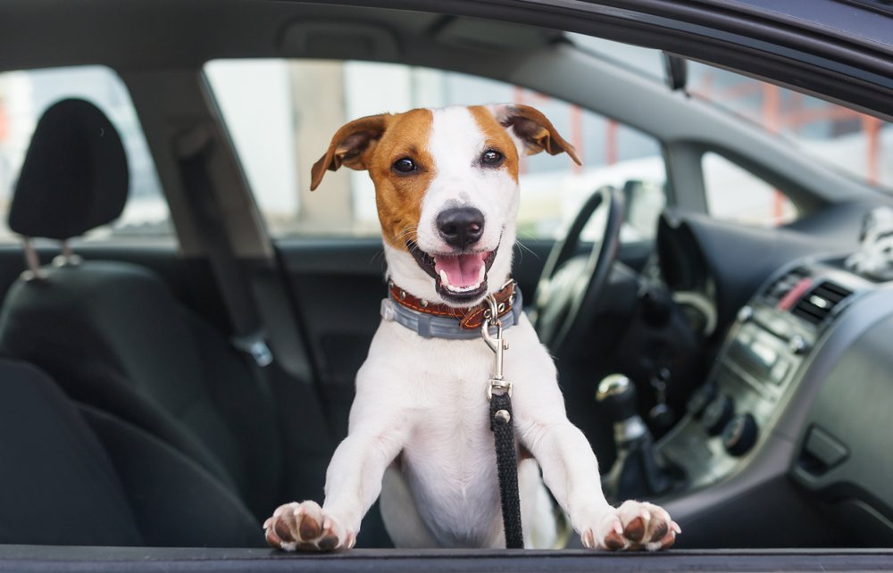 DGT: Cómo evitar una multa de 500€ en España por llevar a tu mascota en el coche