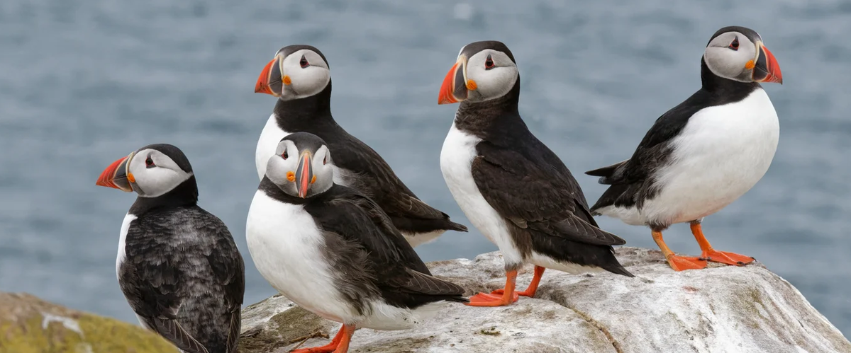 Visitors no longer allowed to land on Farne Islands off the Northumberland coast