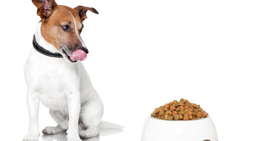 is there a recall on purina dog food