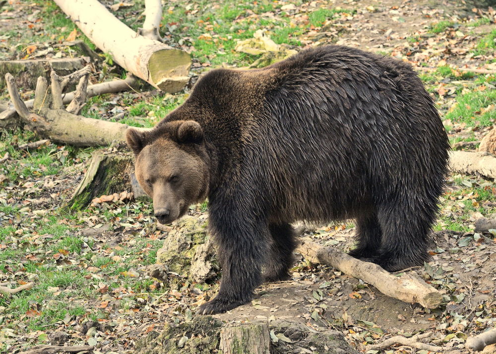 Two Cases Of Hunters Being Attacked By Bears Occur In Jämtland County ...