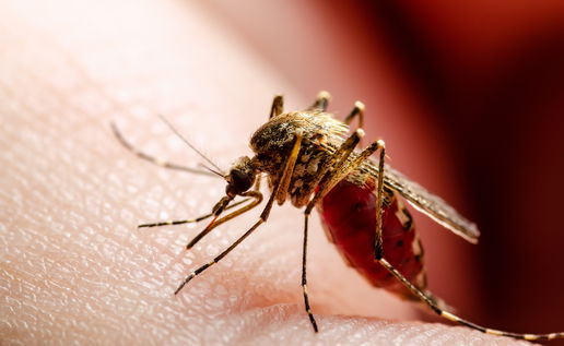 Image of a mosquito. 