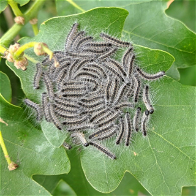 Toxic Processionary caterpillars spreading in UK