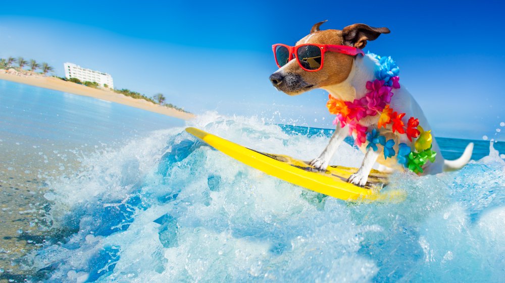 Surf para perros en España este fin de semana para recaudar dinero con fines benéficos « Euro Weekly News