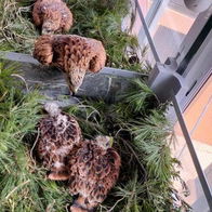 Bird chicks