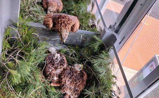 Bird chicks