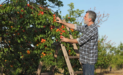 Apricot farmer