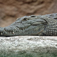 A crocodile rests its head on a rock whilst observing its surroundings