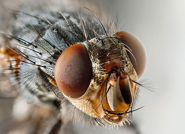 BUZZ OFF: New way get rid of flies in your home