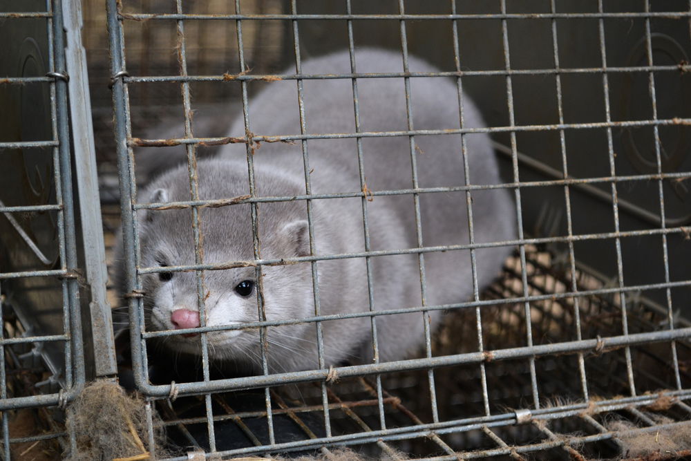 A Europe without fur has been demanded from the European Commission by more than 1.5 million citizens