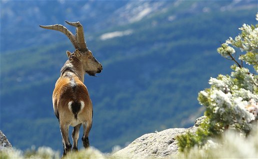 Three injured in Granada goat attack