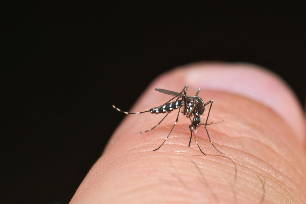 Alerta de mosquito tigre en España « Euro Weekly News