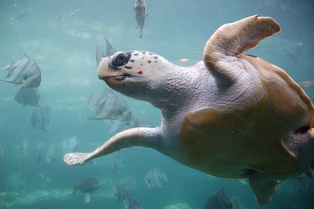 Número récord de tortugas anidando en las playas españolas « Euro Weekly News