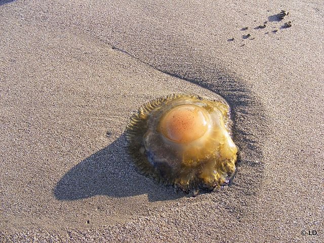 Alerta para playas españolas con llegada de medusas de huevo frito « Euro Weekly News