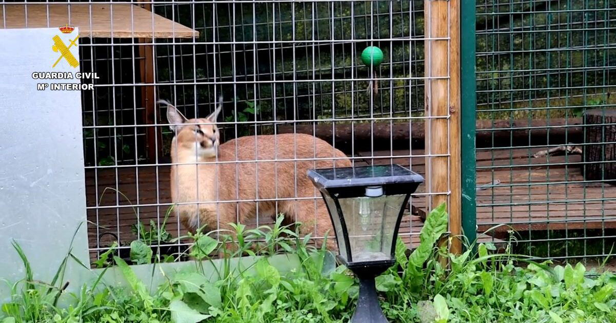 Arrestado por posesión de dos gatos salvajes « Euro Weekly News