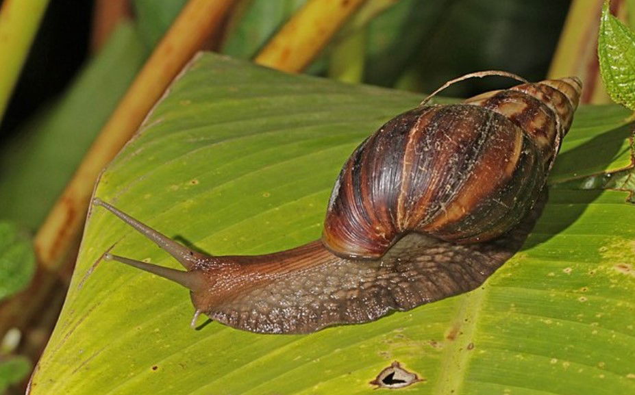 Health Alert In Tenerife After Giant African Snails Capable Of Transmitting Meningitis Detected