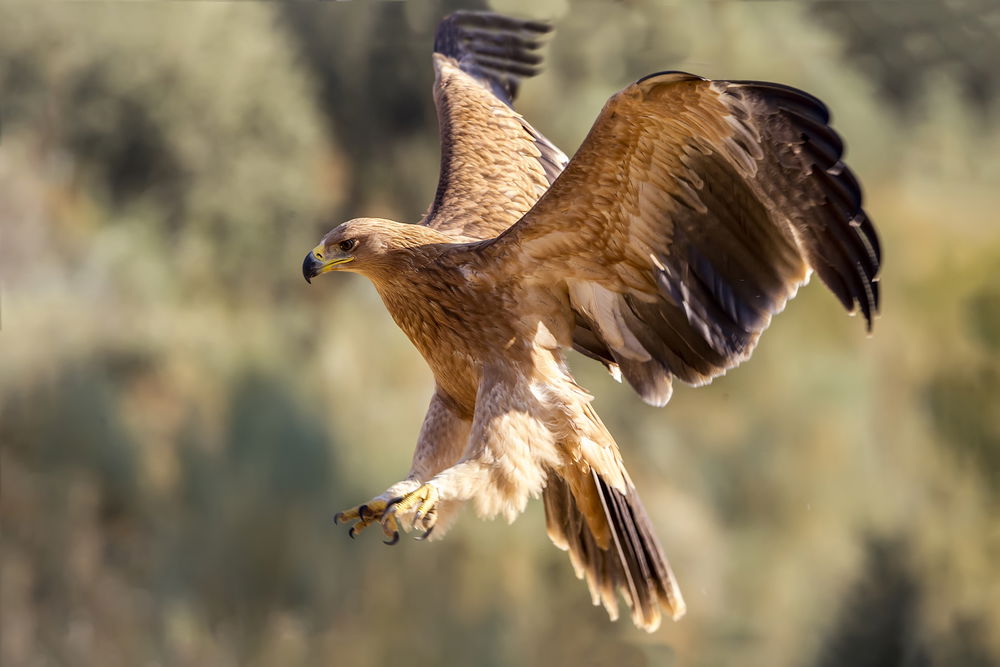 Andalucia’s Water Shortage Threatens Survival Of Iberian Imperial Eagle