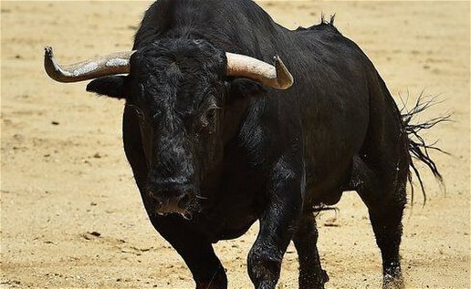 Image of a Spanish bull.