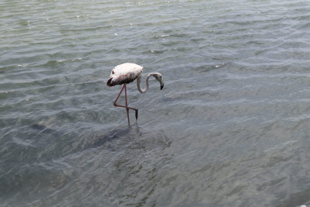 flamingo of the Mar Menor Murcia
