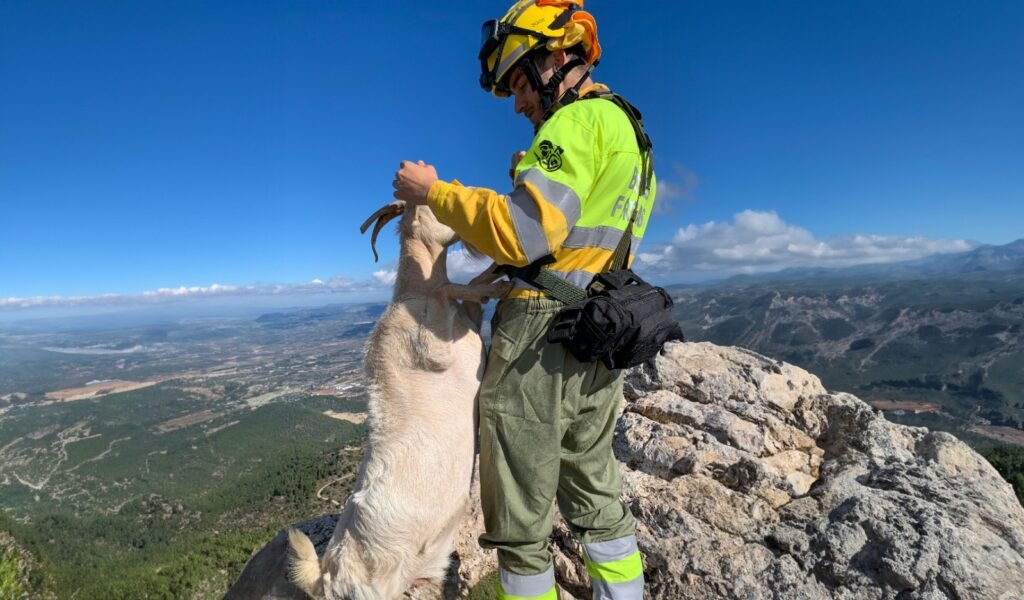 Rescuer holding a goat