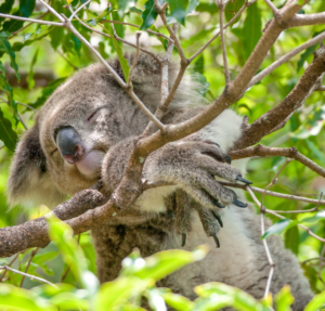 Koala asleep up a tree